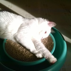 Luna on circular scratching pad 1.jpg