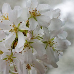 Glorious Blossoms.jpeg