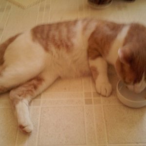 Sinclair eating lying down.jpg