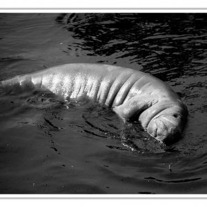 manatee-roll.jpg