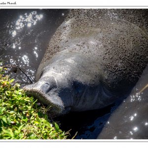 manatee-munch.jpg