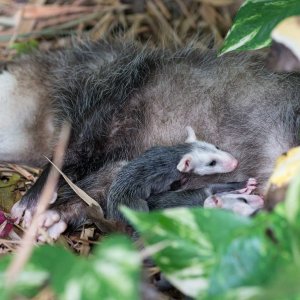 possum-8.jpg