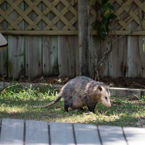 possum-1.jpg
