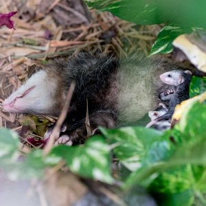 possum-5.jpg