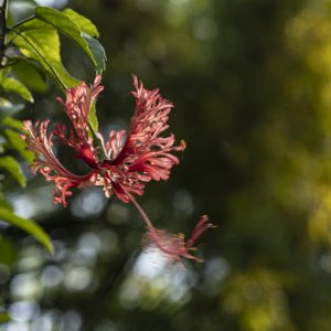 Leu Gardens 4-2021 - 2500px-1.JPG