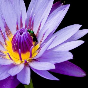 bloombug.jpg