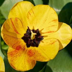 First Tulip of the Season.jpeg