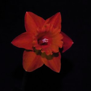 _1015325_DxO-DeNoiseAI-denoiseuvflash2k.jpg