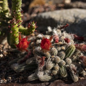 Leu Gardens 4-2021 - 2500px-4.JPG