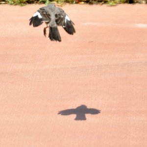 bird flight_01.JPG