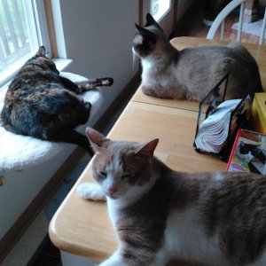 Breakfast table crowd.jpg