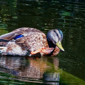 Duck Getting on the Log.jpeg