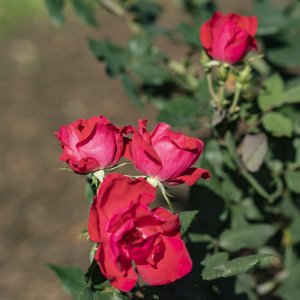 Leu Gardens 4-2021 - 2500px-7.JPG