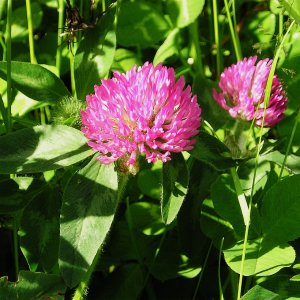 05_319Clover.jpg