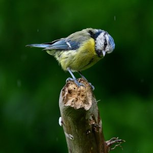 Blue tit..jpg