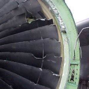 090115-bird-strike-02.social_share_1024x768_scale.jpg