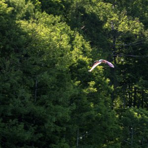April 2021 -1500px-12.JPG