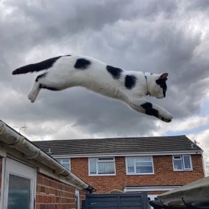 DIGBY LEAP.jpg