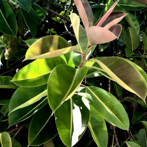 F19B3867-0510-476C-936A-713D02C1357D.png