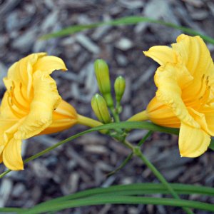 Double yelloe flower.jpg