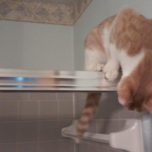 Sinclair on top of shower door.jpg