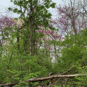Battelle Darby Creek - Purple blooms near Camp Chase Trail 2.jpeg