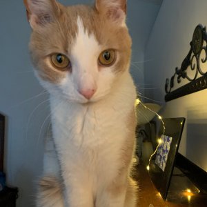 Sinclair on dresser with light strand behind.jpeg