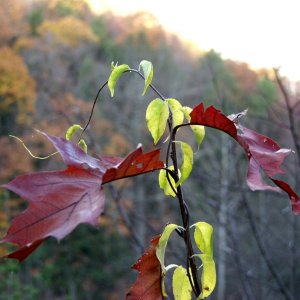 Leaves.jpg