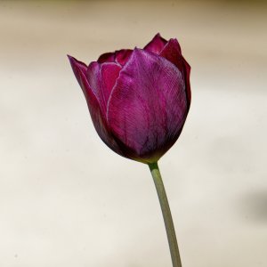 Lone Purple Tulip.jpg
