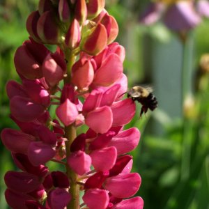 Bee1.jpg