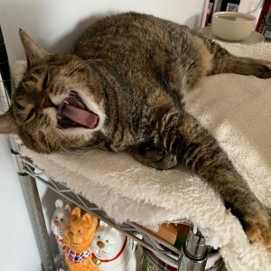 Scully on kitchen shelf and yawning.jpeg