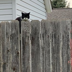 Momma Kitty on back fence.jpeg