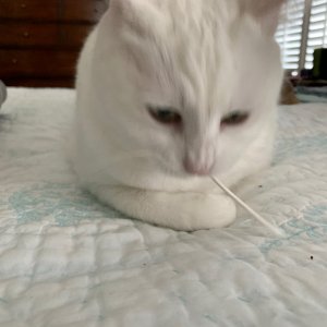 Luna playing with cotton swab.jpeg