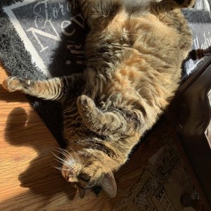 Scully on library rug.jpeg