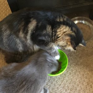 IMG_0556.jpeg