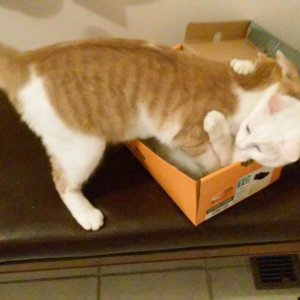 Sinclair fighting Luna for shoebox.jpg