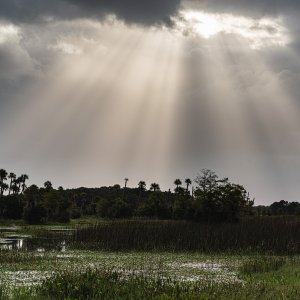 Wetlands 9-2020 - 1500px-9.JPG