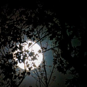 Full Moon Shining Thtough the Trees.jpeg