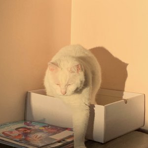 Luna leaving white box.jpeg