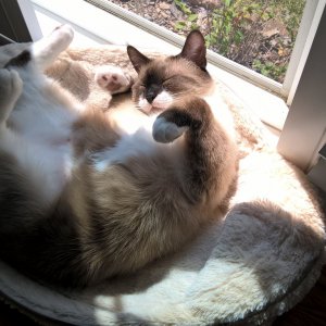 Sherlock on cat bed in sunlight.jpg