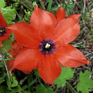 linfolia2k.jpg
