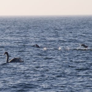 IMG_1245.jpg