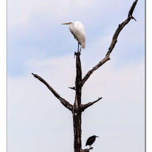 up-tree.jpg