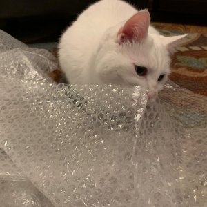 Luna licking bubble wrap.jpeg