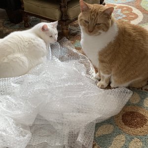 IMG_0637.jpeg