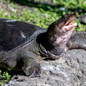 soft-shell.jpg