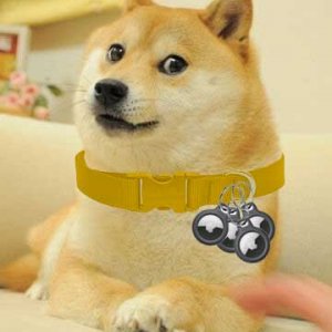 DOGETAGS.jpg
