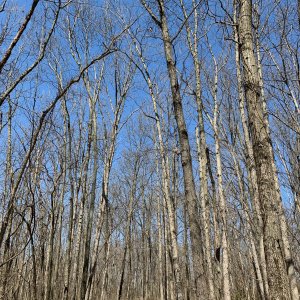 Battelle Darby Creek - Trees at top of clockwise hill.jpeg