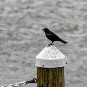 Red-Winged Blackbird on Post.jpeg