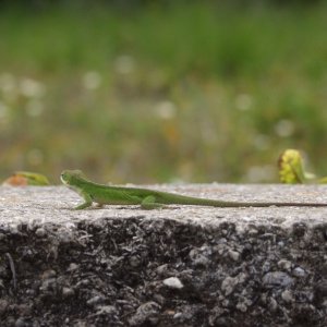 Gecko.jpeg